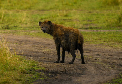 5 Days Kenya Wildlife Safari