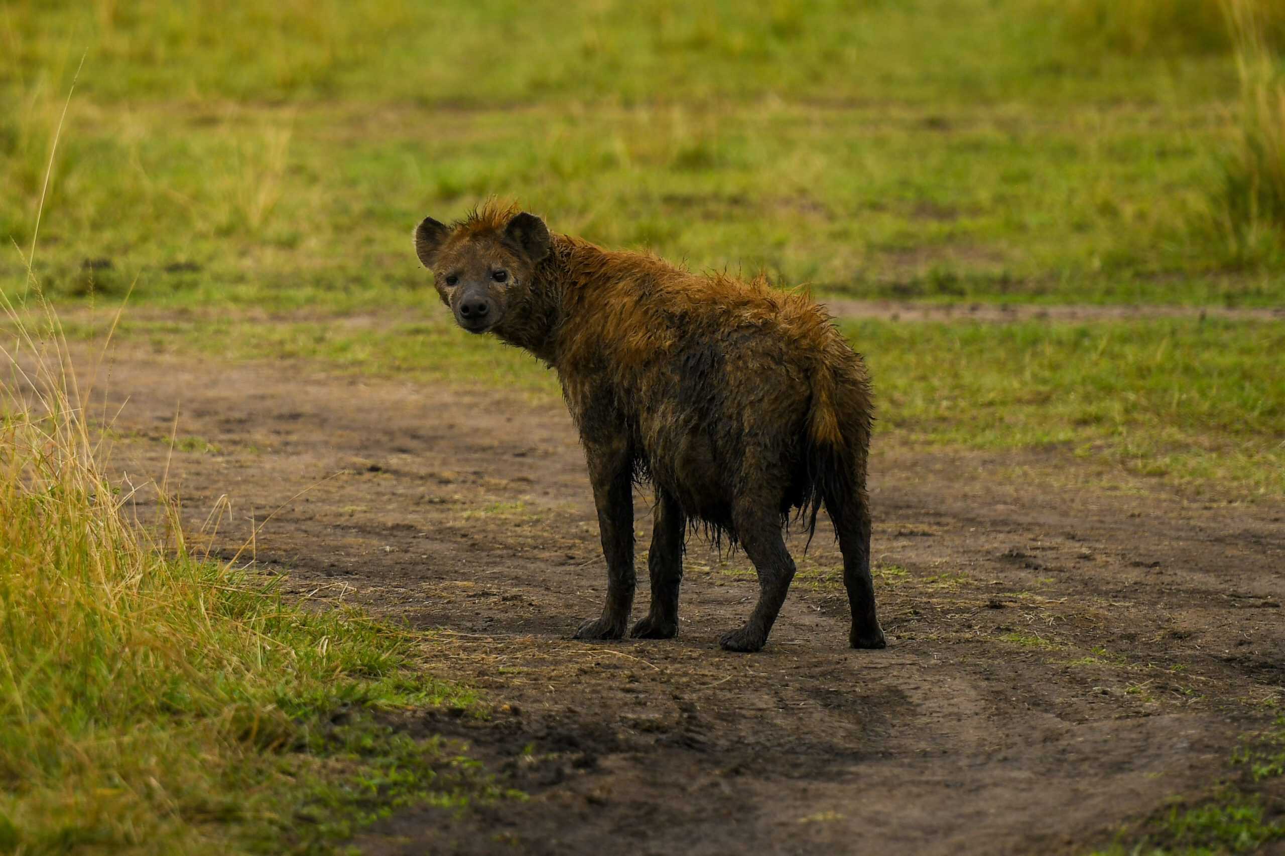 5 Days Kenya Wildlife Safari