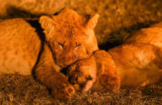 8 Days Best of Kenya Private Guided Safari