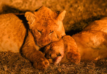 8 Days Best of Kenya Private Guided Safari