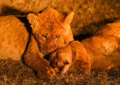 8 Days Best of Kenya Private Guided Safari
