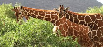 Samburu Np