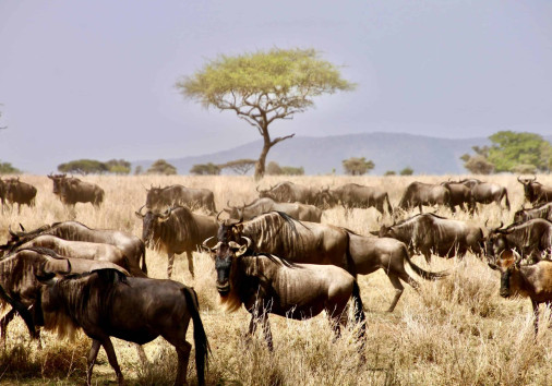 Serengeti 1