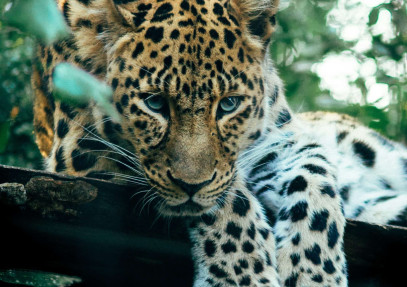 8-Day Masai Mara, Serengeti, Ngorongoro & Arusha Safari
