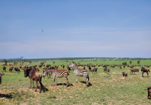 Serengeti National Safari