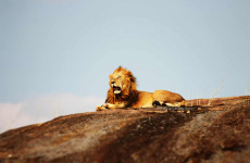 8 Day Splendid Masai, Serengeti, Ngorongoro & Arusha Safari