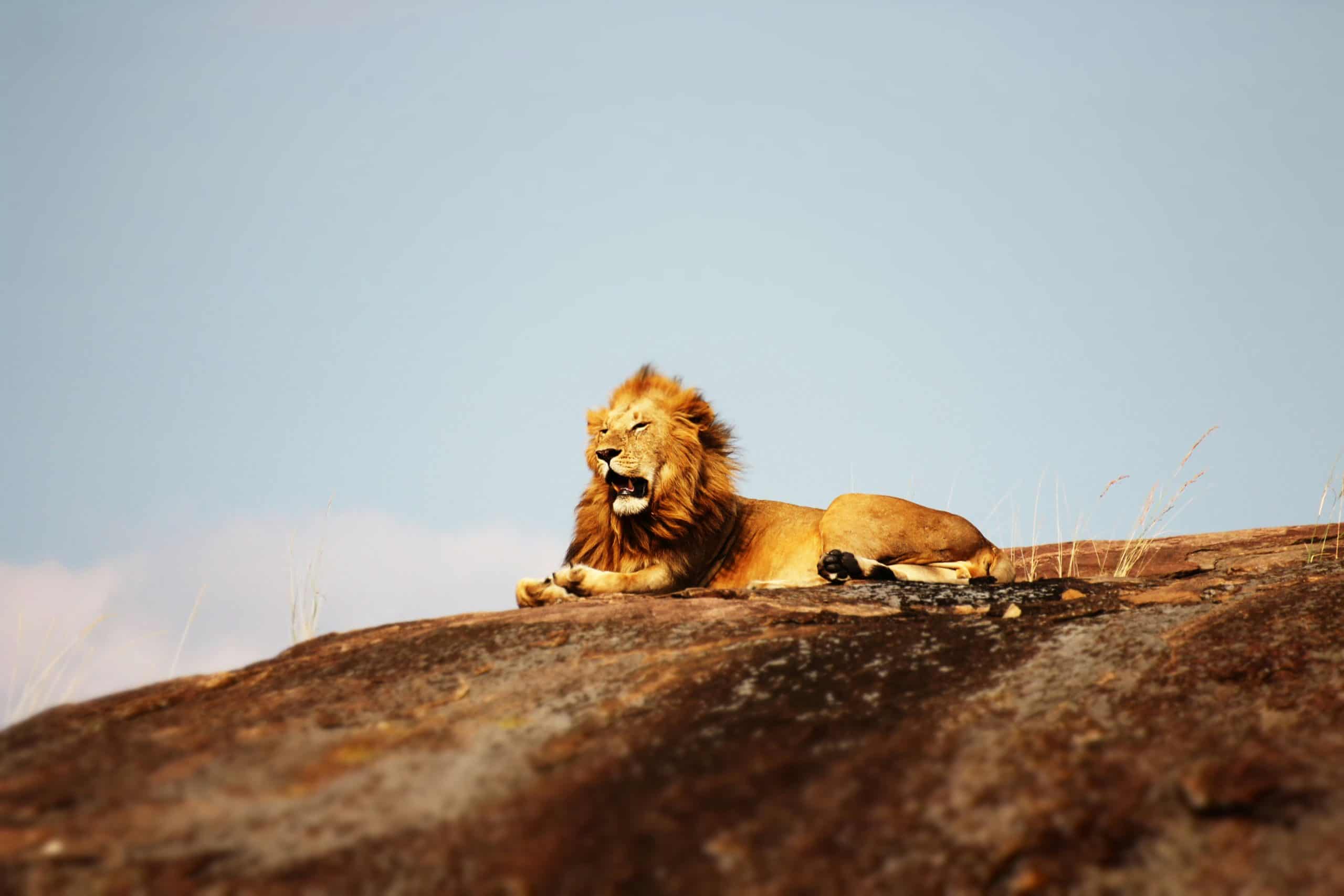 8 Day Splendid Masai, Serengeti, Ngorongoro & Arusha Safari
