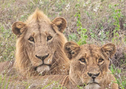 6 Days Amboseli, Lake Nakuru, Masai Mara Safari
