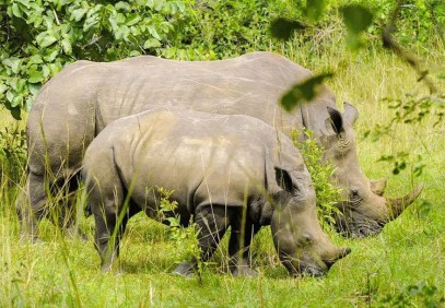 8-Day Uganda Primates and Big 5 Safari