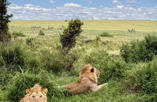 10-Day Experiencing Bright Kenya Wildlife Safari