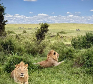10-Day Experiencing Bright Kenya Wildlife Safari