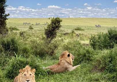 10-Day Experiencing Bright Kenya Wildlife Safari