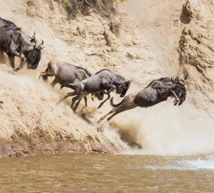 8 Days Tanzania Migration Safari