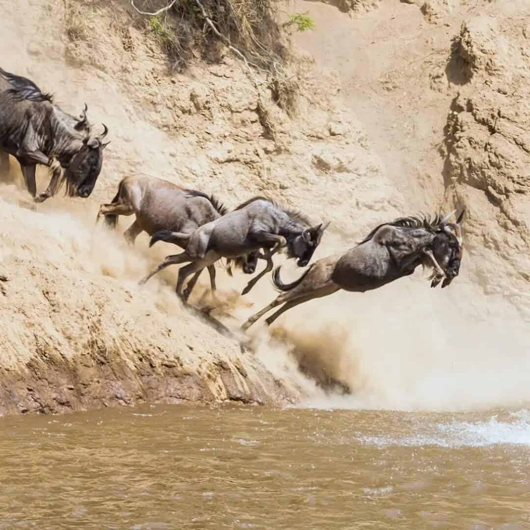 8 Days Tanzania Migration Safari