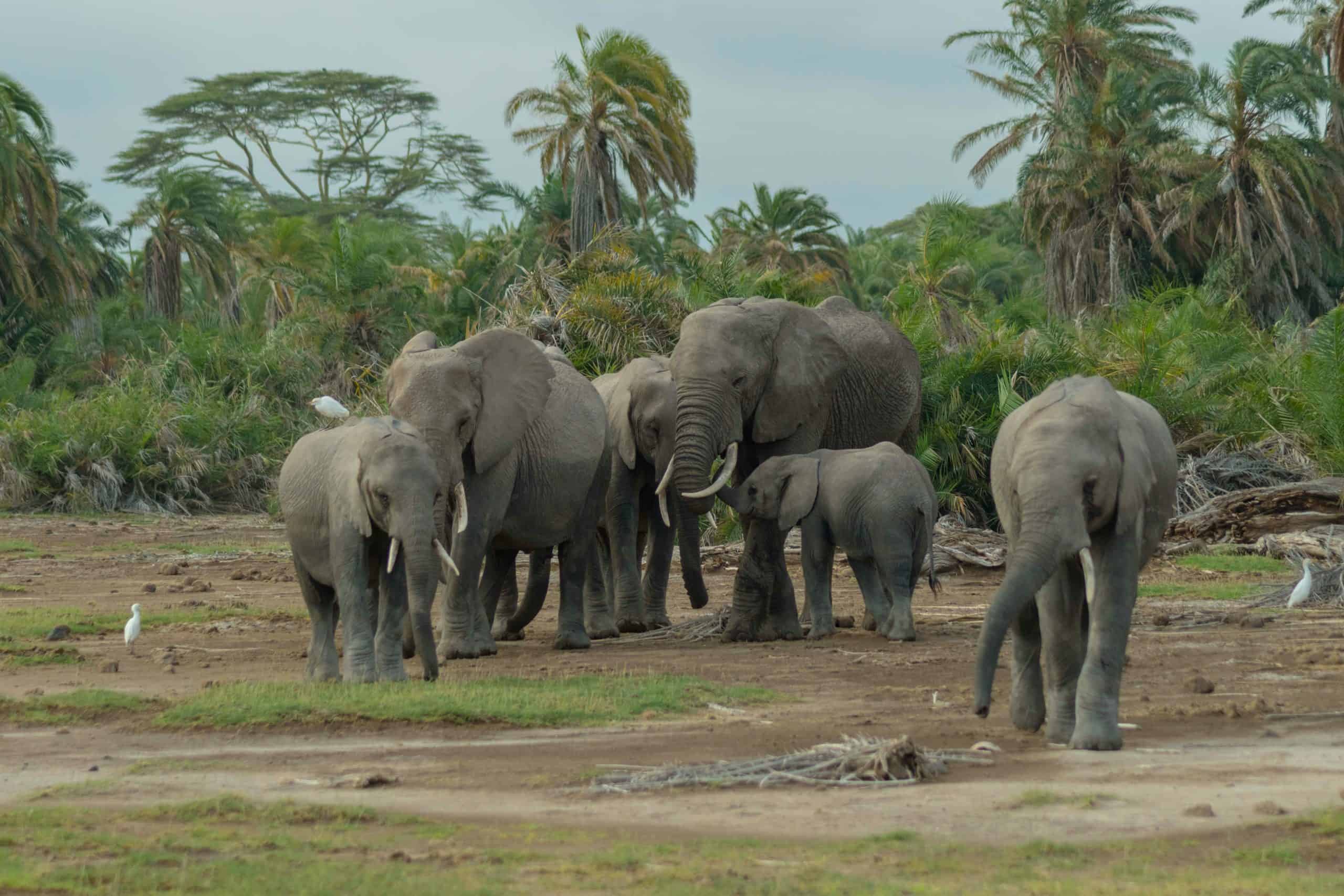 Amboseli 1