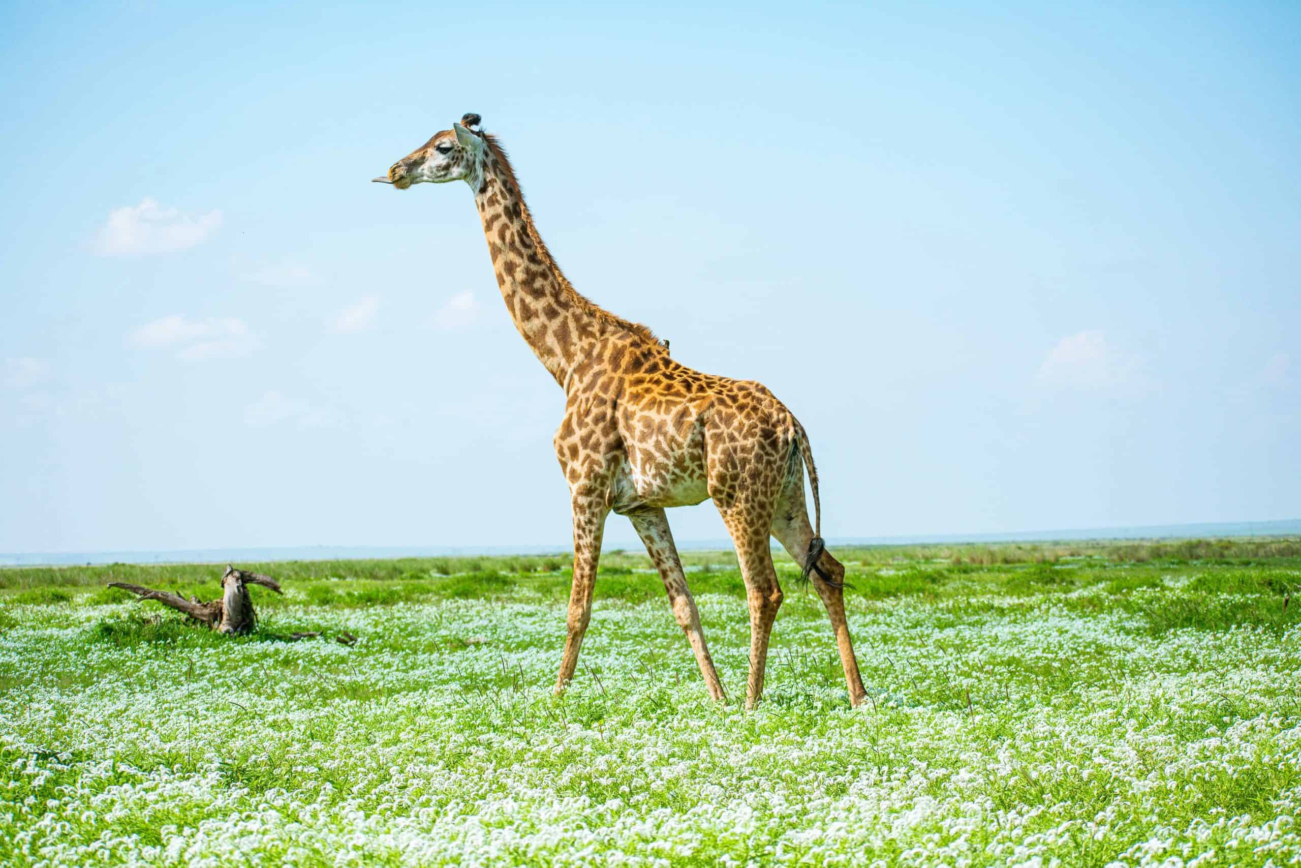Amboseli 2