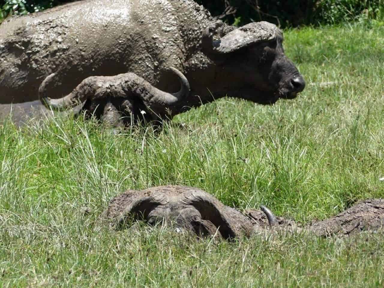 Buffalo 2