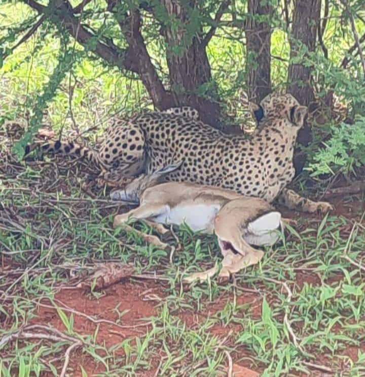Cheetah 1