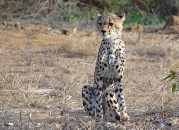 Cheetah