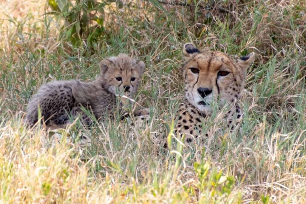 Cheetah With Cabs