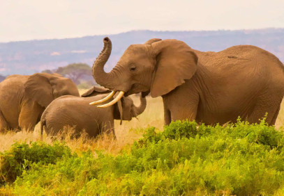 4-Day Kenya Serenity and Adventure Safari