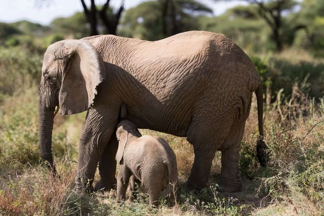 Elephant 7