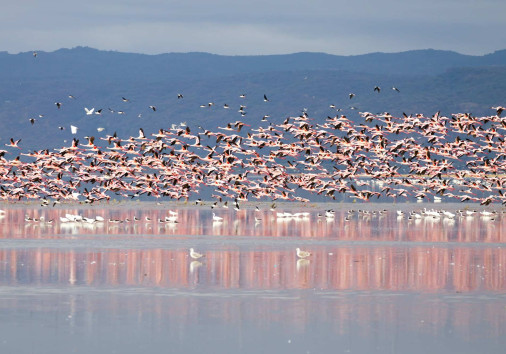 Habitat: Flamingos inhabit salty lakes, wetlands and lagoons in Ngorongoro