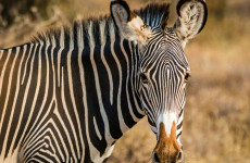 7-Day Kenya’s Finest: Samburu, Aberdare, Nakuru & Mara