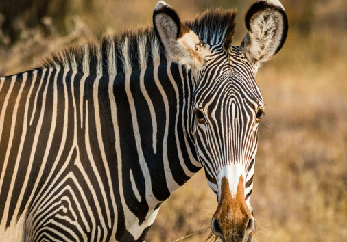 Grevy Zebra Samburu