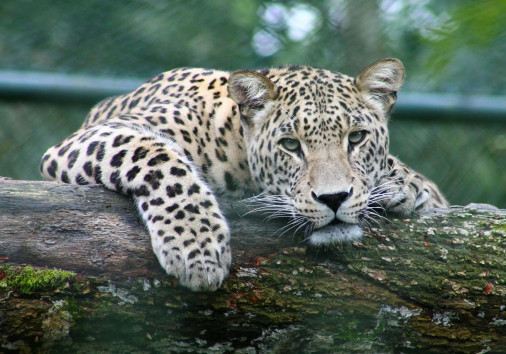 Leopard 3