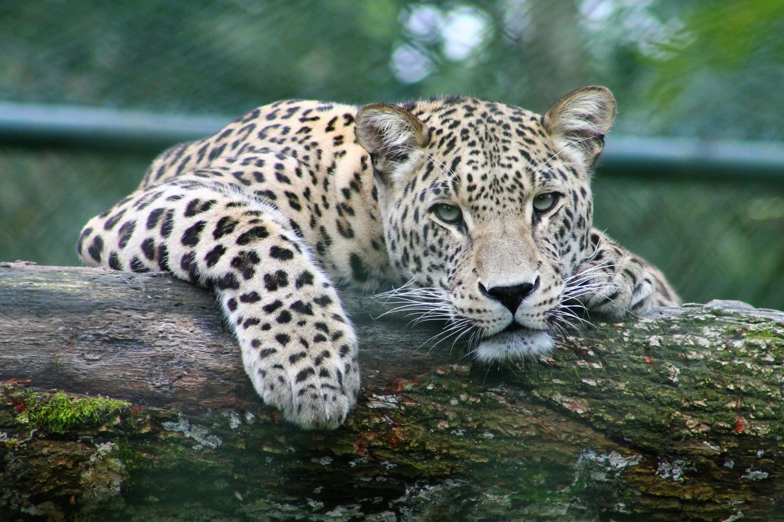 Leopard 3