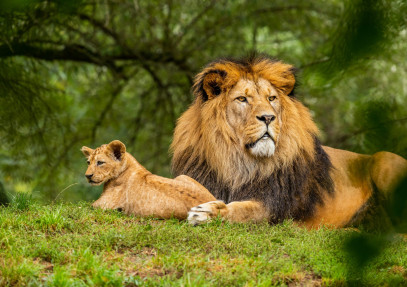 3-Day Wilderness Masai Mara Safari