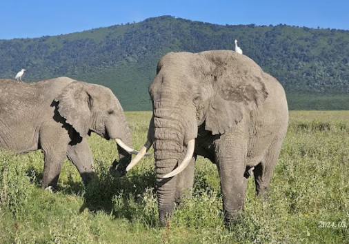 Lemosho Elephant Near Arusha National Park