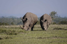 11-Day Amazing Kenya Mid Range Family Safari