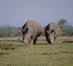 11-Day Amazing Kenya Mid Range Family Safari