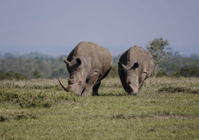 11-Day Amazing Kenya Mid Range Family Safari