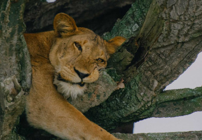 7 Days Uganda Safari