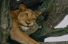 12 Days Uganda Customised Safari