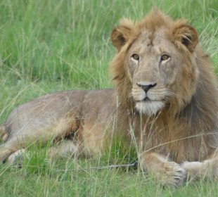 9 Days Uganda Wildlife Safari to the Pearl of Africa