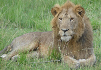 9 Days Uganda Wildlife Safari to the Pearl of Africa