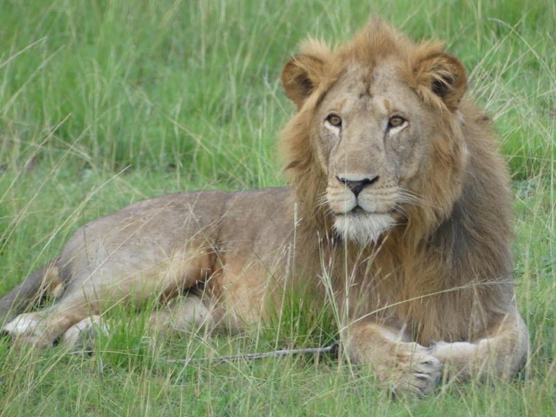 9 Days Uganda Wildlife Safari to the Pearl of Africa