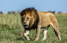 3-Day Highlights of Mount Kilimanjaro