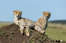 3-Day Masai Mara Classic Safari