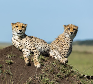 3-Day Masai Mara Classic Safari