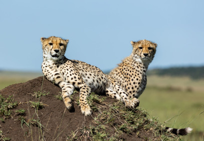 3-Day Masai Mara Classic Safari