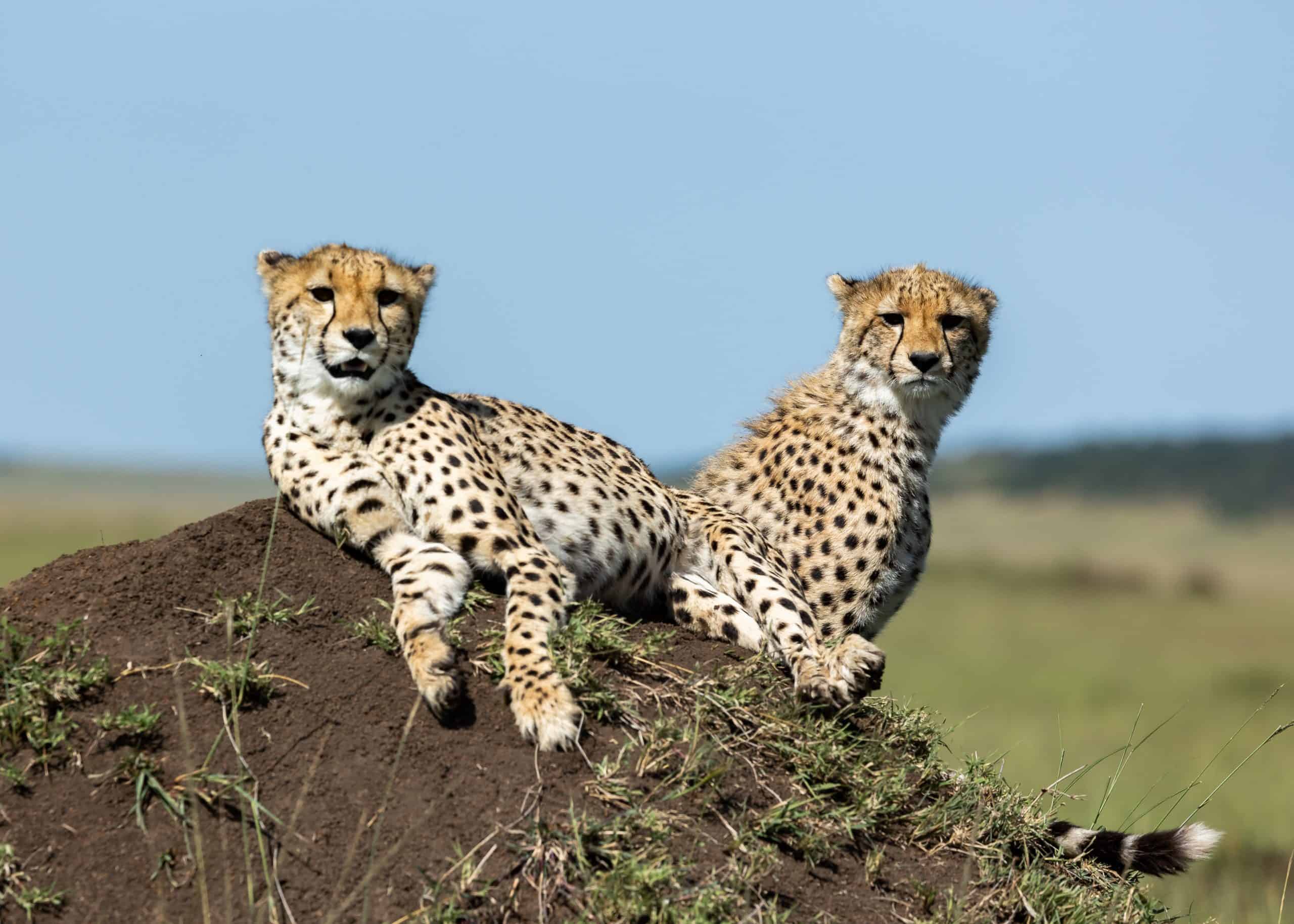 3-Day Masai Mara Classic Safari