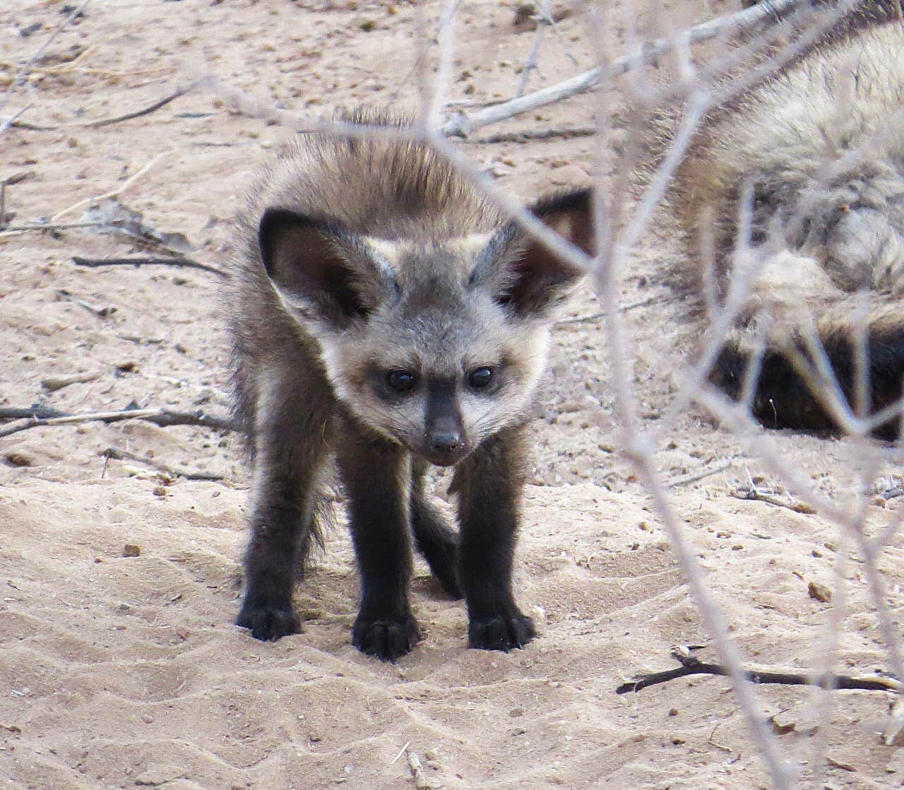 471313653 2967737270070450 4293894760662848597 N