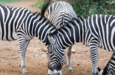 3 Days Lake Mburo National Park Safari