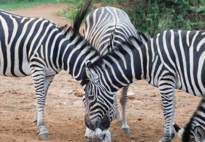 3 Days Lake Mburo National Park Safari