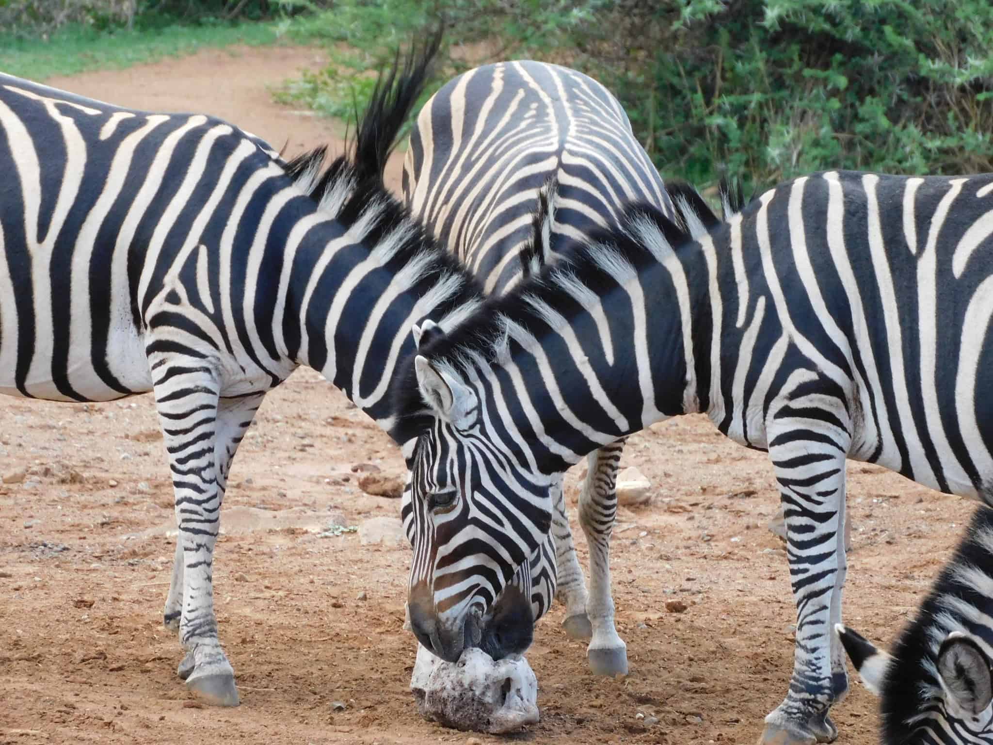 3 Days Lake Mburo National Park Safari